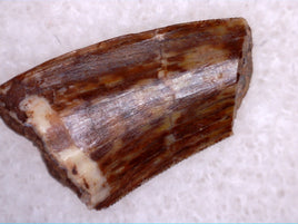 Triassic Dinosaur Tooth