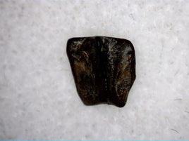 Hadrosauridae Tooth, Aguja Formation, Texas