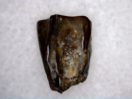 Hadrosauridae Tooth, Aguja Formation, Texas