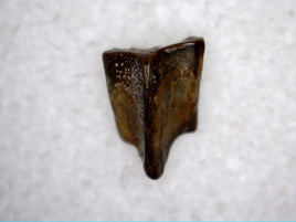 Hadrosauridae Tooth, Aguja Formation, Texas