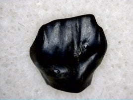 Ankylosaur Tooth, Aguja Formation, Texas