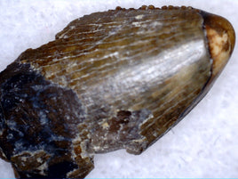Tyrannosaur (sp) Tooth, Upper Aguja Formation, Texas