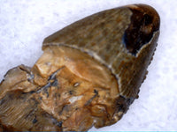 Tyrannosaur (sp) Tooth, Upper Aguja Formation, Texas