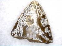 Tyrannosauridae (Teratophoneus) Tooth from the Upper Aguja Formation.