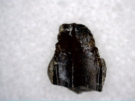 Hadrosaur Tooth, Judith River Formation