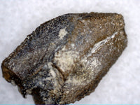Hadrosaur Tooth from the Judith River Formation