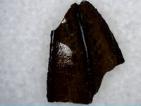 Hadrosaur Tooth from the Judith River Formation