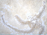 Brittle Star (Sinosura) Sonlhofen