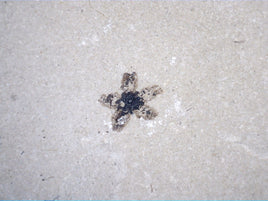 Green River Formation Flower, Bonanza Utah