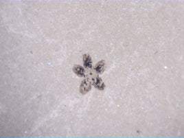 Green River Formation Flower, Bonanza Utah