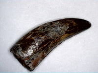 Rare Unknown Theropod Tooth Kem Kem