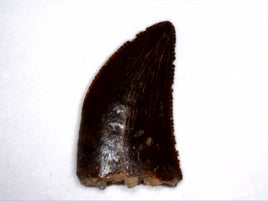 Juvenile Carcharodontosaurus Tooth