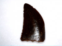 Juvenile Carcharodontosaurus Tooth