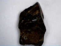 Leptoceratops Tooth, Partial Root