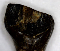 Leptoceratops Tooth, Partial Root