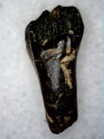 Rooted Leptoceratops Tooth