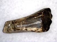 Rooted Leptoceratops Tooth