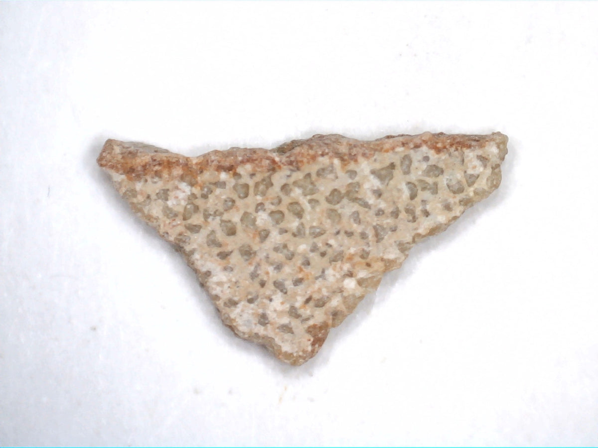 Titanosaur Eggshell Pieces, from Spain| The Daily Rex