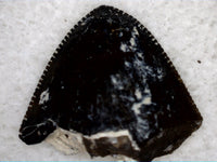Robust Phytosaur Tooth Tip