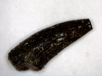 Crocodile Tooth, Morrison Formation