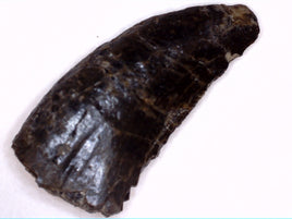 Marshosaurus? Tooth, Morrison Formation