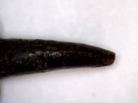 Marshosaurus? Tooth, Morrison Formation