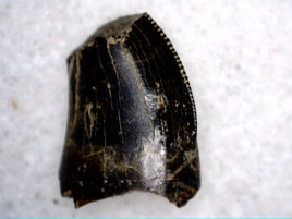 Tyrannosaurus Rex tooth with extra set of serrations!