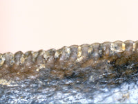 Tyrannosaurus Rex Tooth