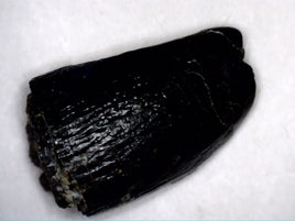 Diplodocus or Apatosaurus Tooth Tip