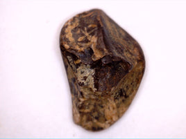 Triceratops Tooth, Lance Formation Wyoming