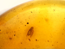 1 Insect in Amber from the Dominican Republic, 25 Million Years Old