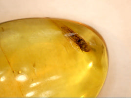 2 Insects in Amber from the Dominican Republic, 25 Million Years Old