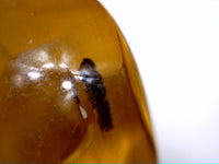 2 Insects in Amber from the Dominican Republic, 25 Million Years Old