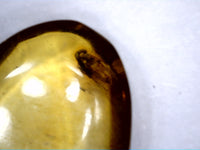 2 Insects in Amber from the Dominican Republic, 25 Million Years Old