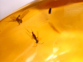 3 Insects in Amber from the Dominican Republic, 25 Million Years Old