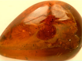 0.8" Dark Amber with insect from Burma. Middle Cretaceous, 99 Million Years Old