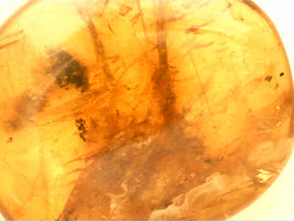 0.78" Amber with a mystery insect, another insect and lots of small plant material from Burma. Middle Cretaceous, 99 Million Years Old