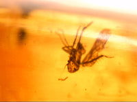 Stunning Moth Preserved in Dominican Amber, 25 Million Years Old