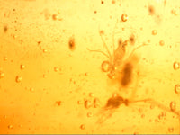 Stunning Moth Preserved in Dominican Amber, 25 Million Years Old