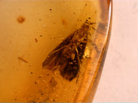 Stunning Moth Preserved in Dominican Amber, 25 Million Years Old