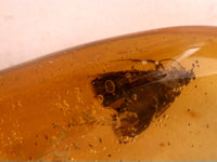 Stunning Moth Preserved in Dominican Amber, 25 Million Years Old