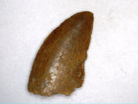 Abelisaur tooth from the Kem Kem Beds of Morocco