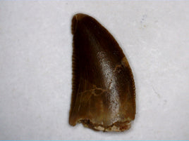 Abelisaur tooth from the Kem Kem Beds of Morocco