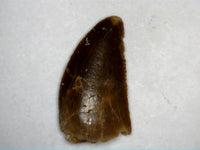 Abelisaur tooth from the Kem Kem Beds of Morocco