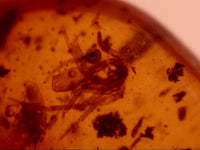 Chiapas amber with a Spider, 25 million years old.