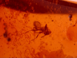 Chiapas amber with insect, 25 million years old.