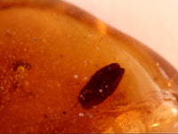 Chiapas amber with 2 insects and plant material, 25 million years old.