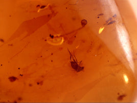 Chiapas amber with insect, 25 million years old.