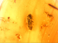 Chiapas amber with unique insect, 25 million years old.