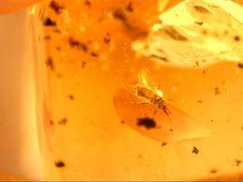 Chiapas amber with unique insect, 25 million years old.